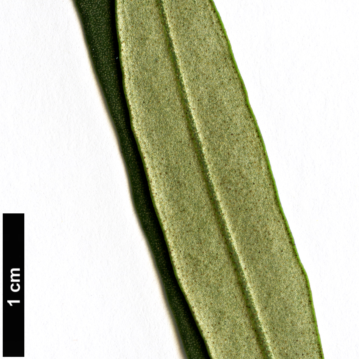 High resolution image: Family: Oleaceae - Genus: Olea - Taxon: europaea - SpeciesSub: subsp. guanchica 